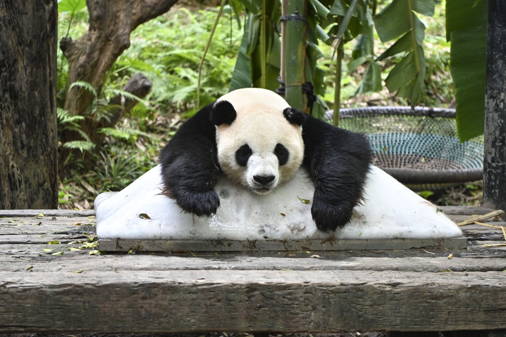 廣州動物園的大熊貓抱著冰塊降溫。 中新社
