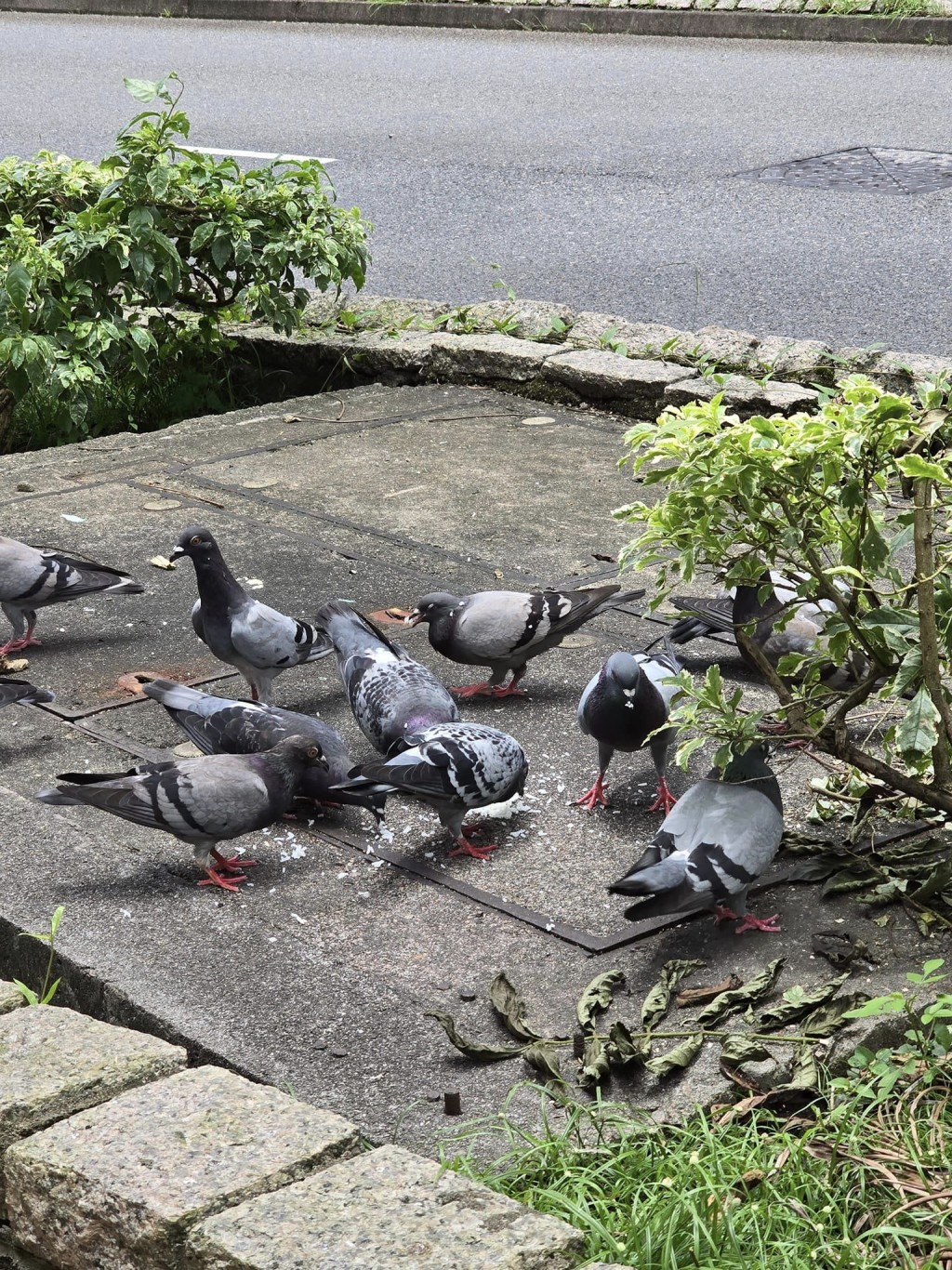 寶林街坊上載野鴿在花槽聚集的相片。fb「將軍澳主場」圖片