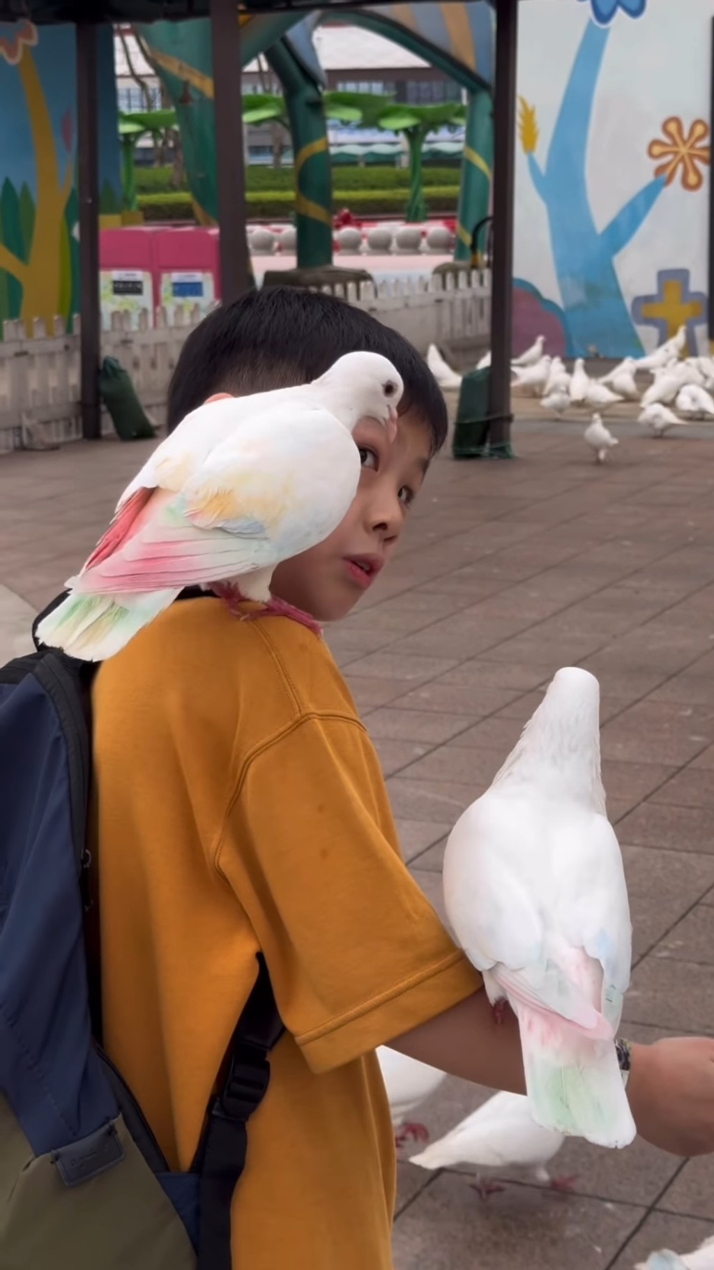 顏志恒大仔不怕熱情的白鴿。