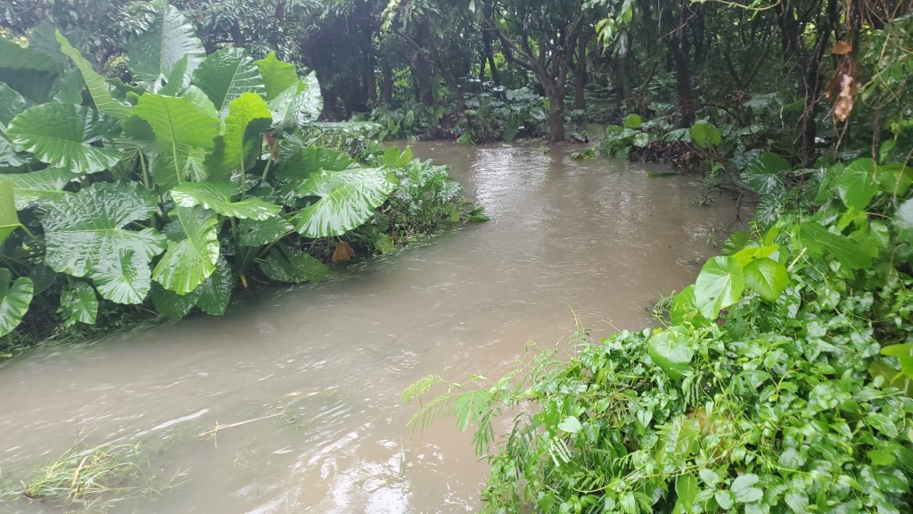 上水天平山村今日曾經水浸。