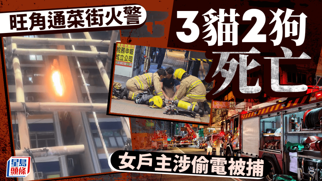 旺角通菜街火│3猫2狗葬身火海 女户主涉偷电被捕