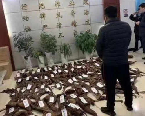 四川搗破一個野生動物非法製品工場。網上圖片