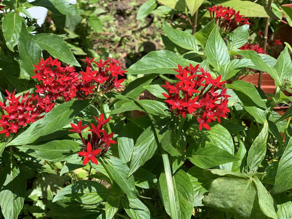 蝴蝶成蟲會從開花植物吸取花蜜以補充能量，而提供花蜜的植物稱為蜜源植物，學校種植了不少龍船花(圖示)、五星花，為蝴蝶提供充足的食物。（圖片來源：受訪者提供）