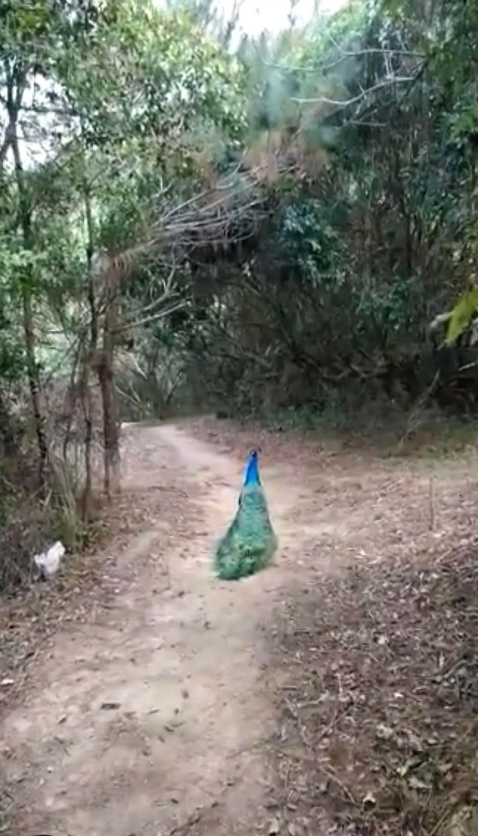 今年1月在网上流传一段行山客偶遇孔雀的影片。网上影片截图