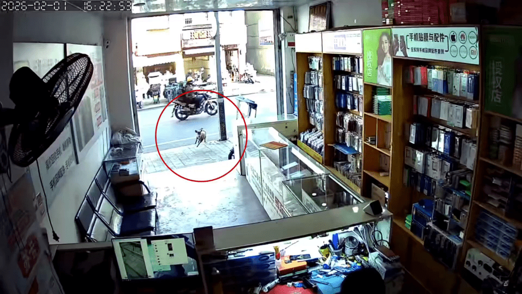 閉路電視拍下，一隻麂闖入手機店的情況。