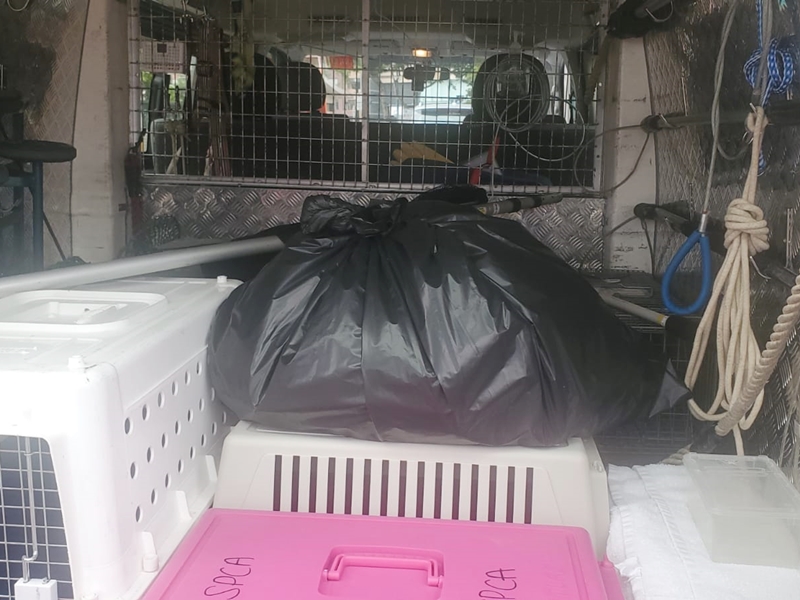 愛護動物協會將唐狗屍體帶走。