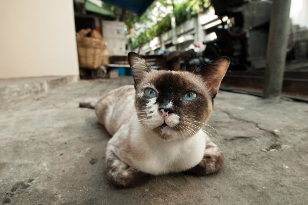 泰國早前封五種貓為「國貓」。iStock 泰國早前封五種貓為「國貓」。iStock