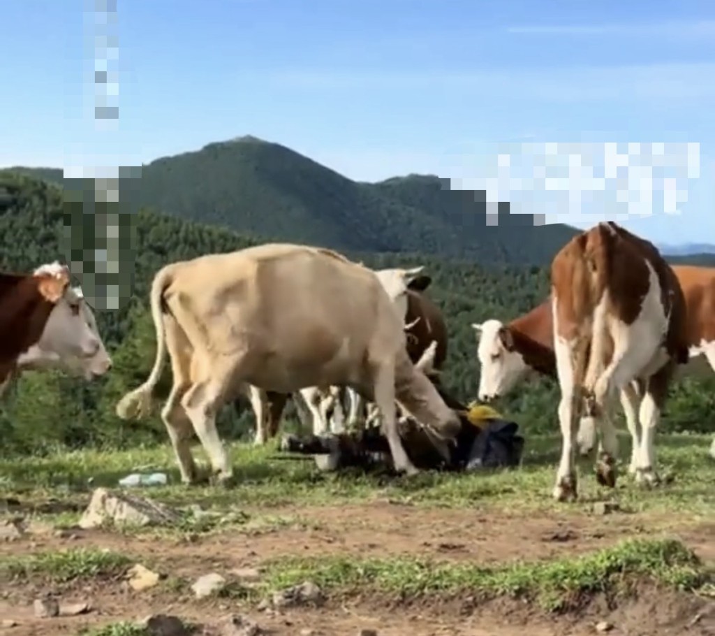 五台山遊客挑逗牛群遭踩踏。搜狐千里眼 五台山遊客挑逗牛群遭踩踏。搜狐千里眼