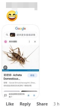 網民懷疑有關昆蟲是家蟋蟀。網上截圖