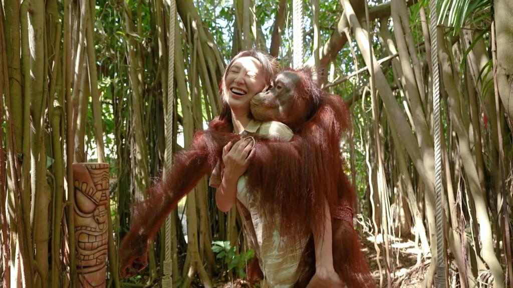 高 Ling 锡猩猩手背，猩猩就好开心咁向佢送抱。