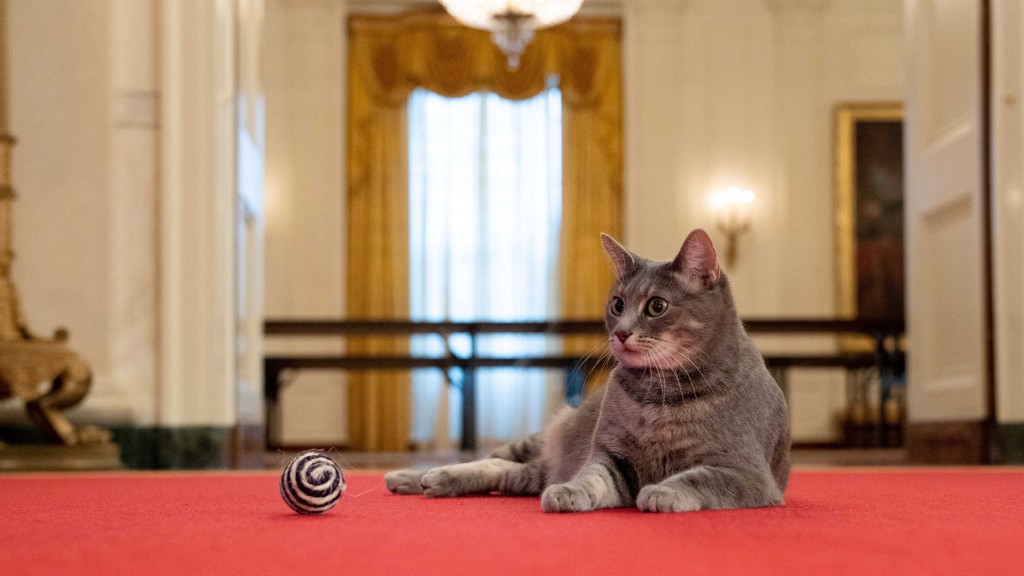 生活在白宮的「美國第一貓」威羅。