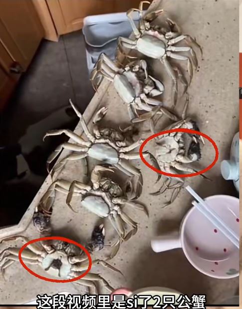 廣州增城有買家用AI合成照訛稱大閘蟹買8死6，經「僅退款」騙去¥195。抖音