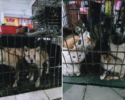 桂林野味市場發現仍有店舖出售動物,衛生情況惡劣,籠內是受驚的小貓和小狗。(網圖)