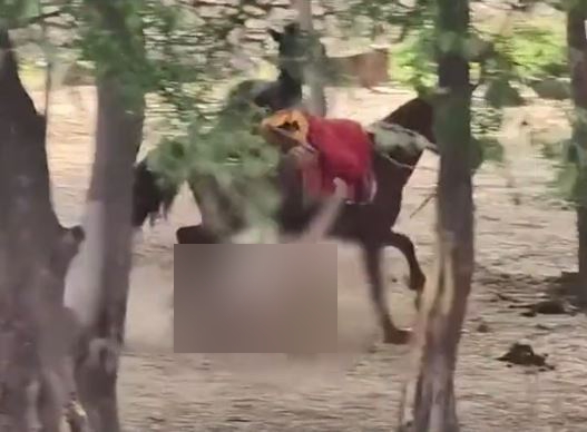 河南8岁男童遭狂马“倒树葱”拖行数百米惨死。