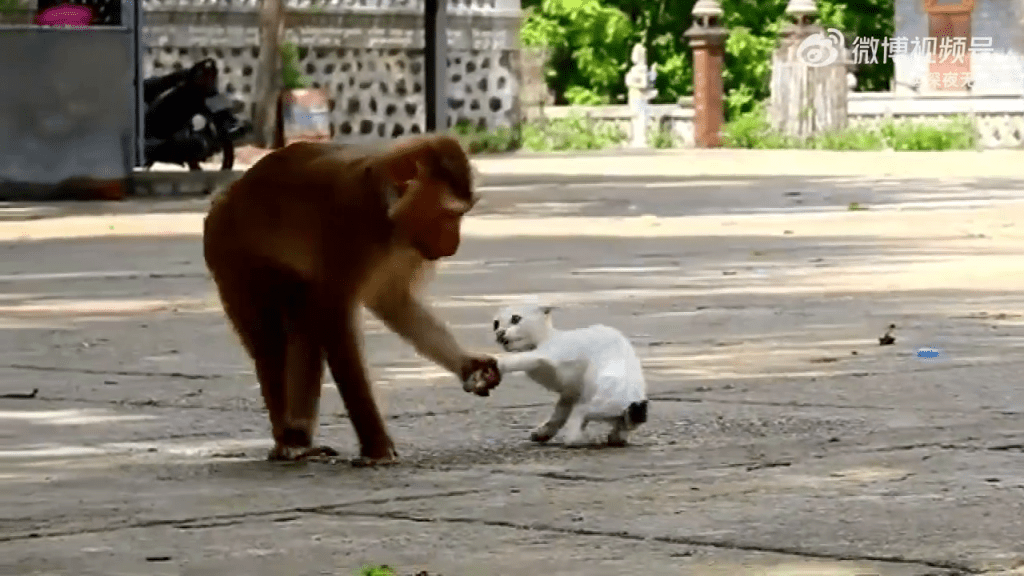 昆明動物園讓猴貓共棲，爆出疑似虐貓事件。 微博