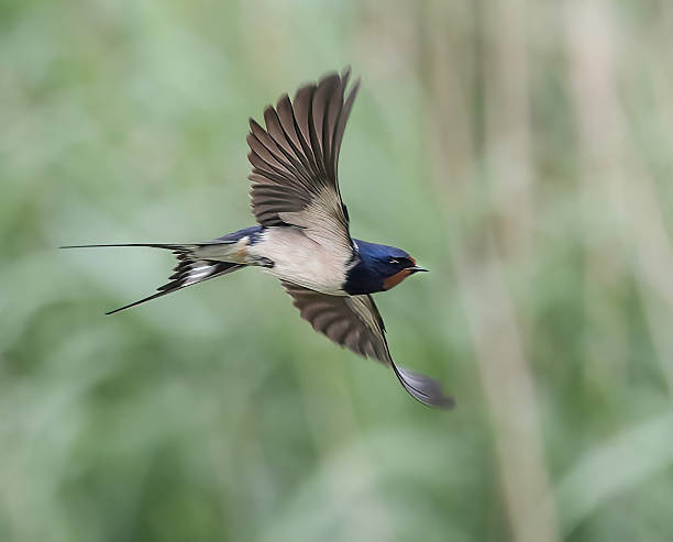當燕子回來的時候，有「紫氣東來」的寓意，因此見到燕子是特別好運。