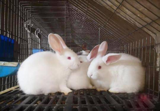 兔子、貓、狗等長毛動物身上或攜帶「親動物性皮膚癬菌」。 中新社 兔子、貓、狗等長毛動物身上或攜帶「親動物性皮膚癬菌」。 中新社