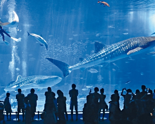 ■日本沖繩一個水族館內的鯨鯊。