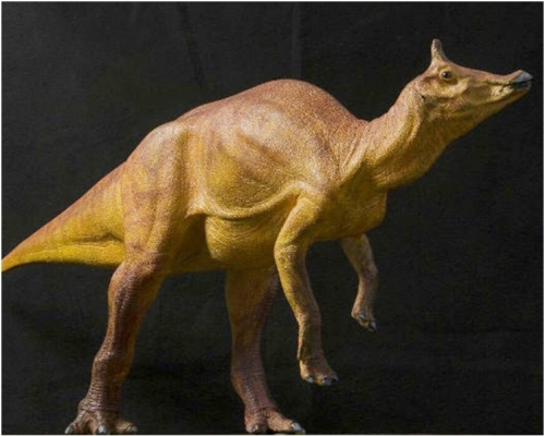 取名「鴨嘴」是因為鼻部又寬又扁。網圖