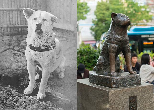 日本忠犬八公原型（左）。網上圖片