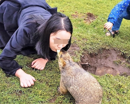 四川省疾控中心呼籲民眾不要近距離接觸土撥鼠。網圖