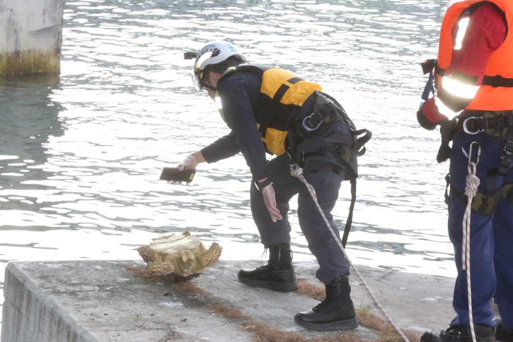 消防及愛護動物協會人員繫上安全繩,登上石躉檢查。 消防及愛護動物協會人員繫上安全繩,登上石躉檢查。