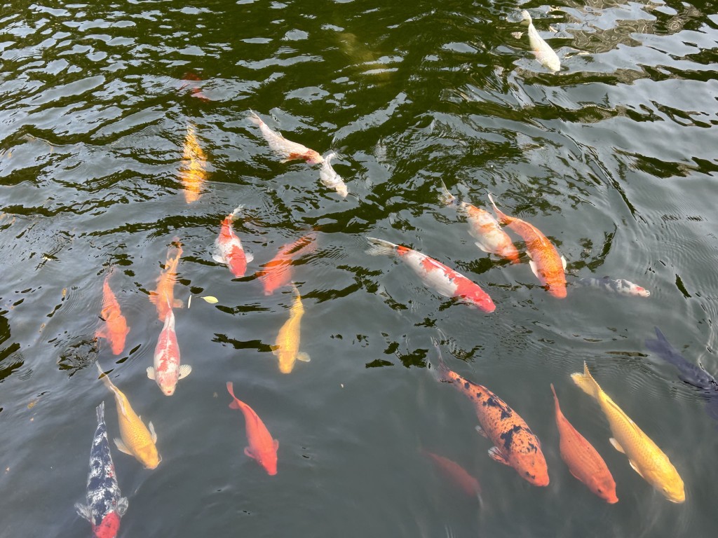 恒安邨的大鱼池饲养多条锦鲤。曾志恒摄