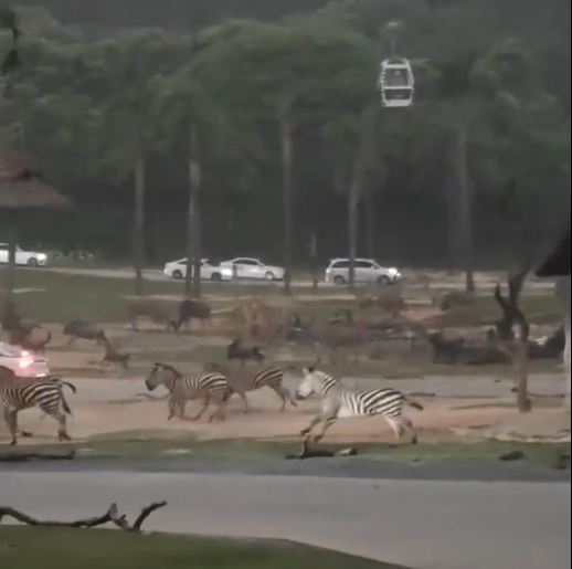 广州长隆动物园数十只斑马、长颈鹿“丧跑”避雨。