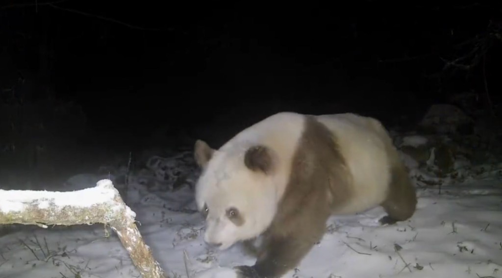 棕色大熊貓只在陝西秦嶺出沒。