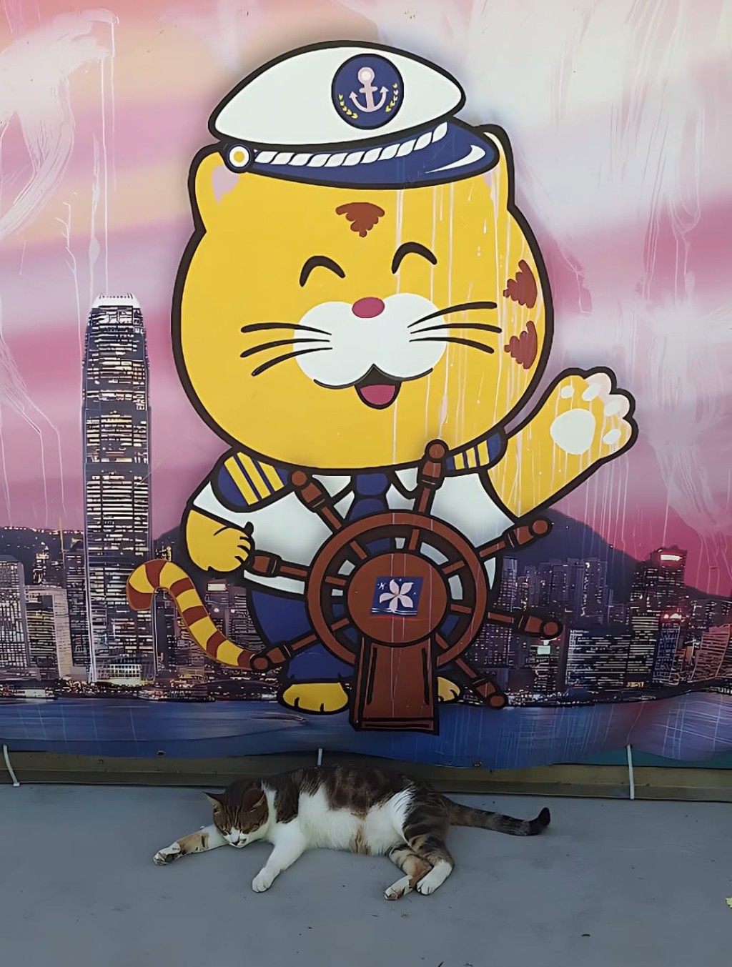 肥貓已在北角碼頭生活12年。ig@npcat_at_pier 肥貓已在北角碼頭生活12年。ig@npcat_at_pier