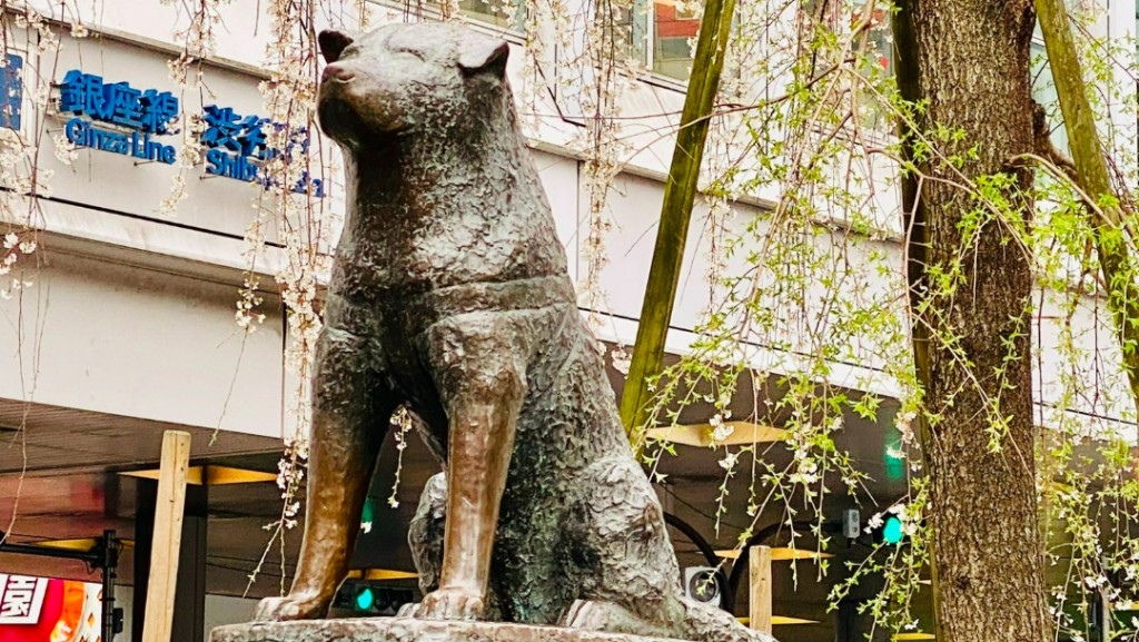 澀谷忠犬八公像是澀谷區著名地標。X＠ohtaki_bashi