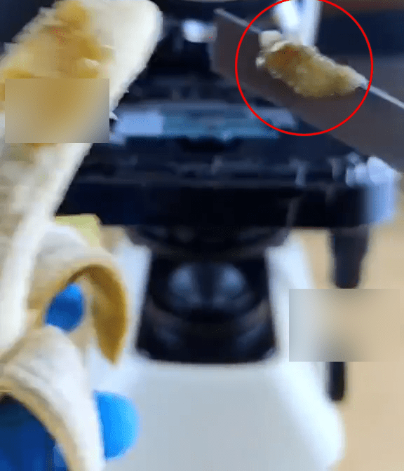片中部分发黑香蕉肉被置放在显微镜下。