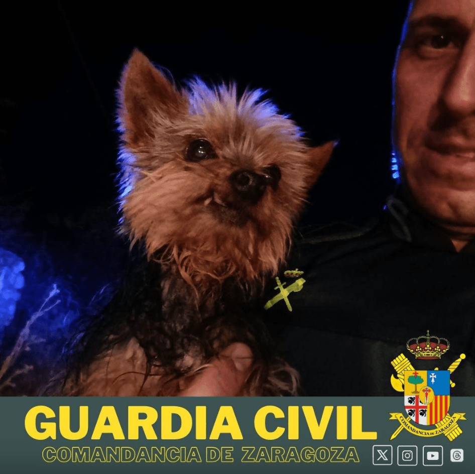 小约克夏犬深夜拦警车狂吠，救回78岁老主一命，因而被封“英雄”爆红。