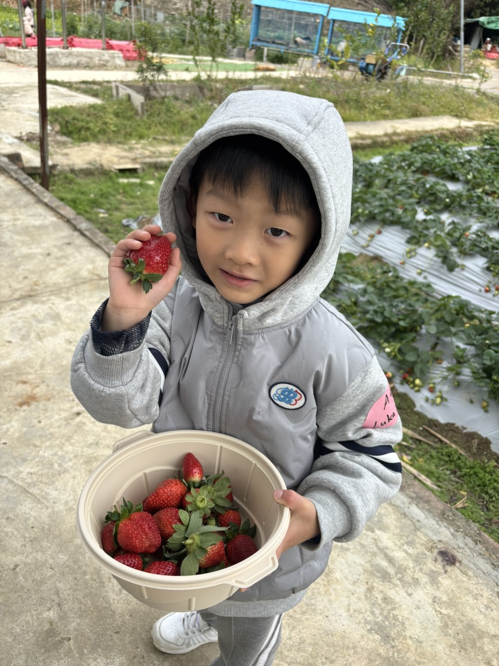 士多啤梨主要是韓國品種（$80 / 磅）， 大大粒又飽滿多汁。（圖片來源：《親子王》）