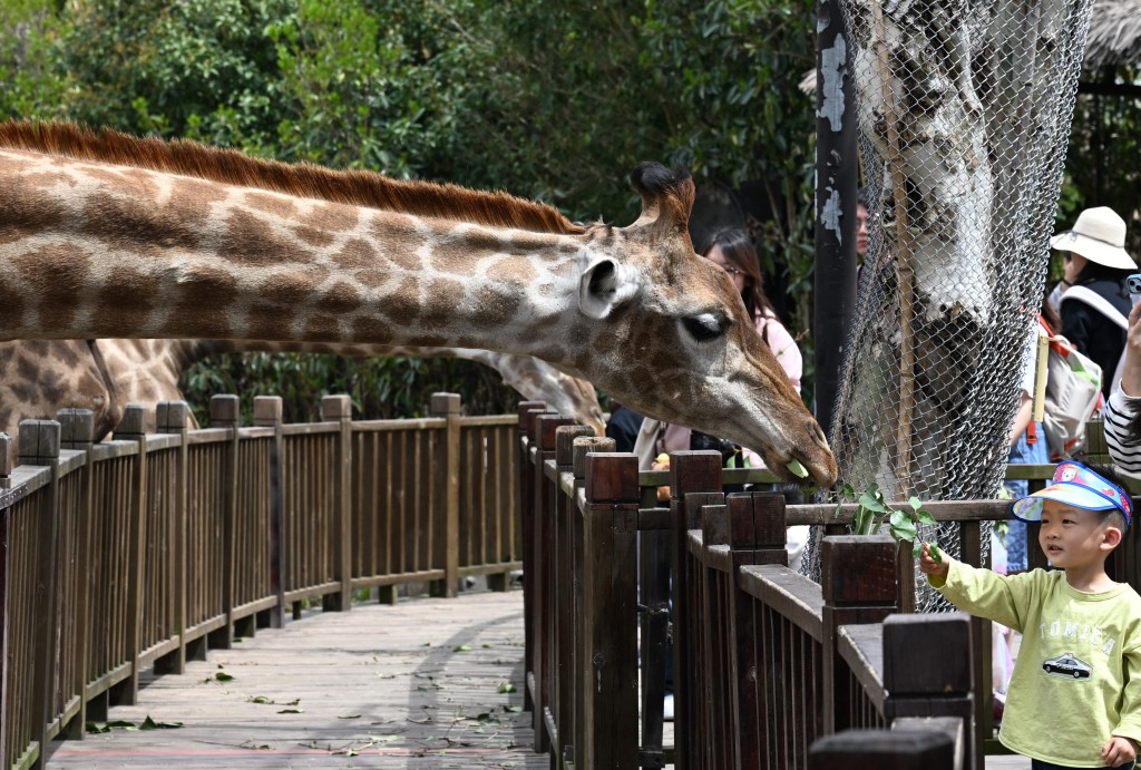 動物園內很多動物均可額外付費餵飼，例如長頸鹿。（圖片來源：《親子王》）