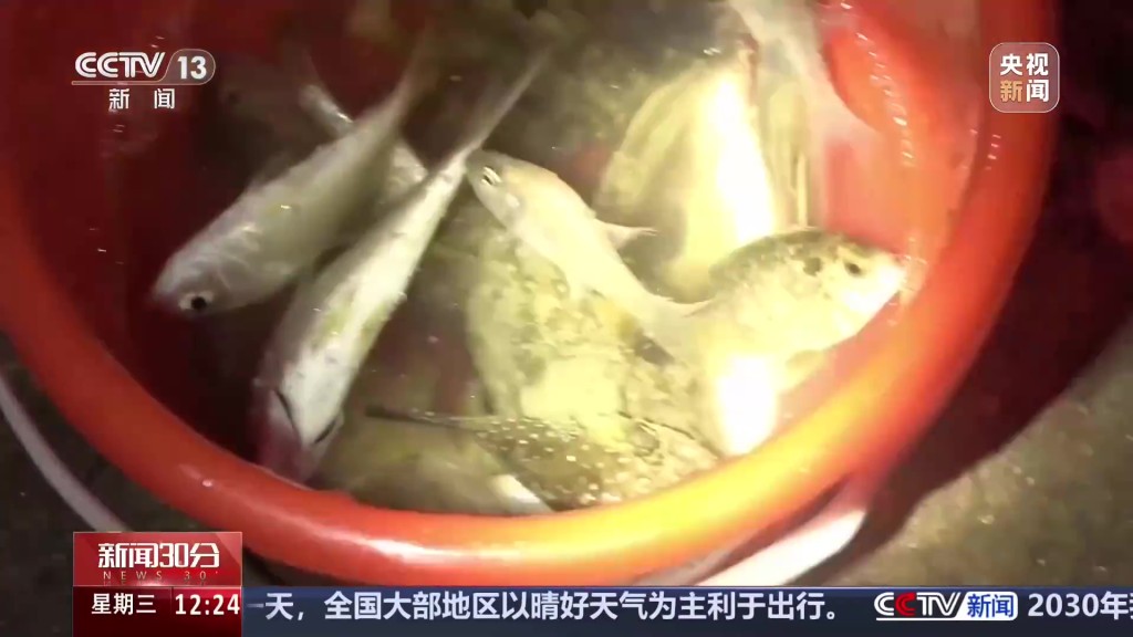 在保护区非法捕获的鱼儿。 央视 在保护区非法捕获的鱼儿。 央视