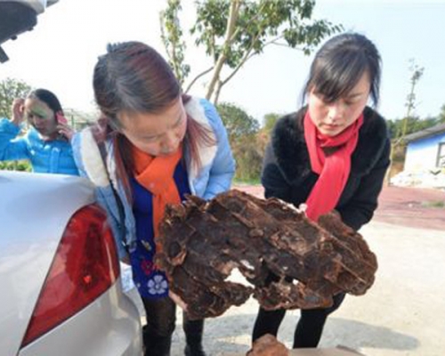 村民李女士,因為要遷墳,打開了祖先約100年的墓穴,驚現棺材板上有一株好大的菌子,隨後「血靈芝」的說法隨即傳開。 網上圖片