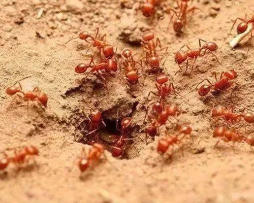 紅火蟻擴散速度驚人。網圖