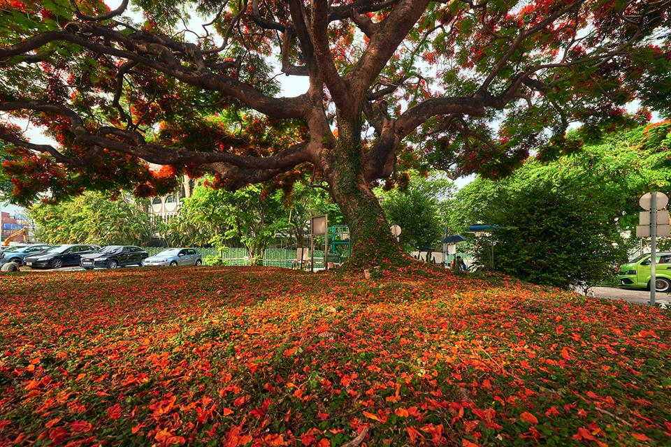 田進福的攝影專頁Edward Tin fb圖片