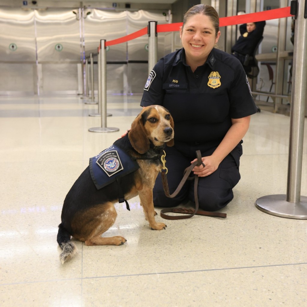 美国海关与边境保护局检疫犬弗雷迪与训犬员。facebook.com/CBPFieldOps 美国海关与边境保护局检疫犬弗雷迪与训犬员。facebook.com/CBPFieldOps