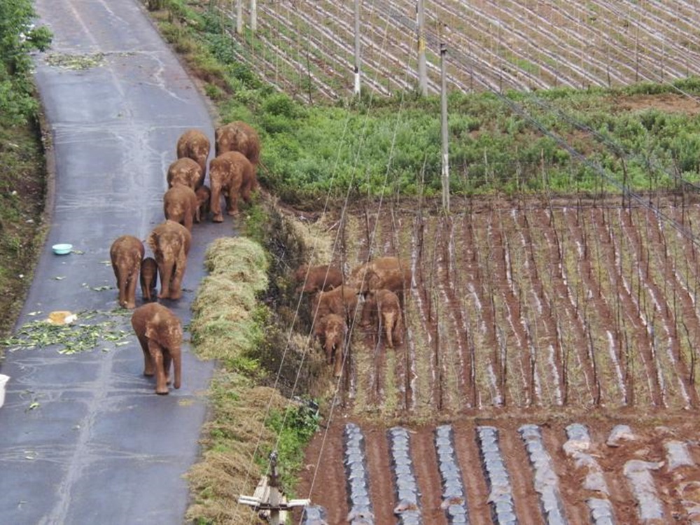 15頭野生亞洲象從雲南西雙版納一路北遷。美聯社圖片