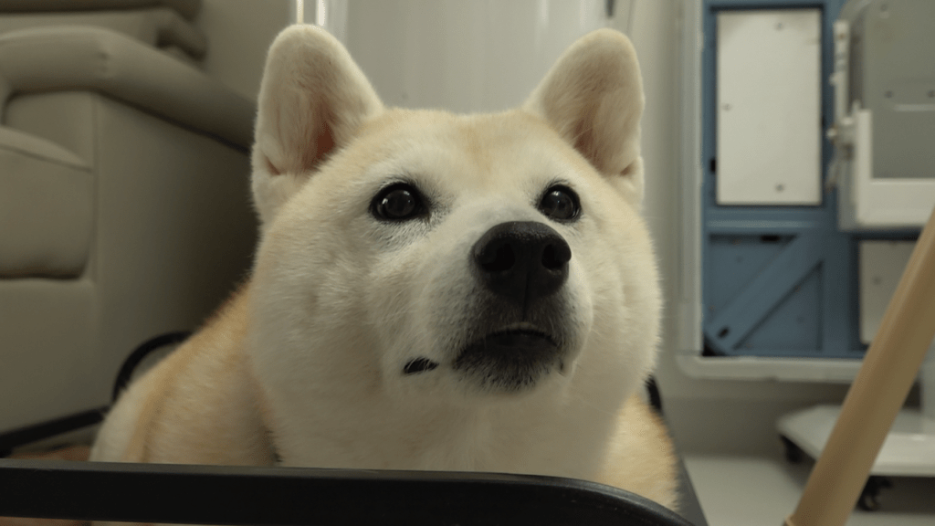 Alfee亦有飼養一頭柴犬。 Alfee亦有飼養一頭柴犬。