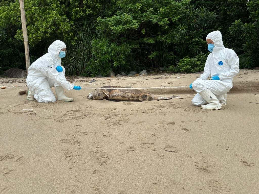 大嶼山上長沙泳灘發現一條江豚屍體。香港海洋公園保育基金提供