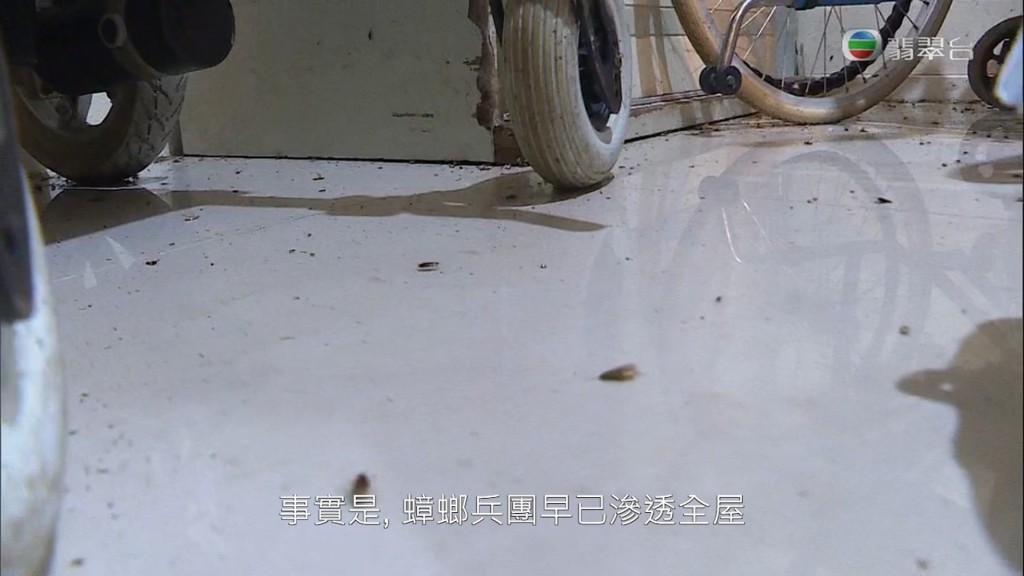 蟑螂在地上隨處走。