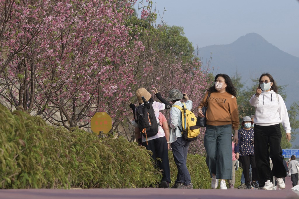 机管局在东涌赤鱲角南路、观景山的山脚种植约100棵广州樱花树。陈浩元摄