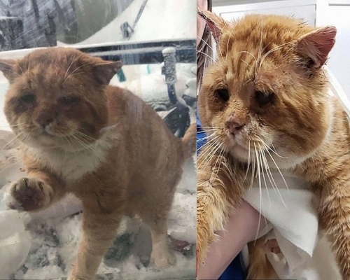 橙色虎斑猫拍打窗户，眼神像发出求救信息。（FB图）