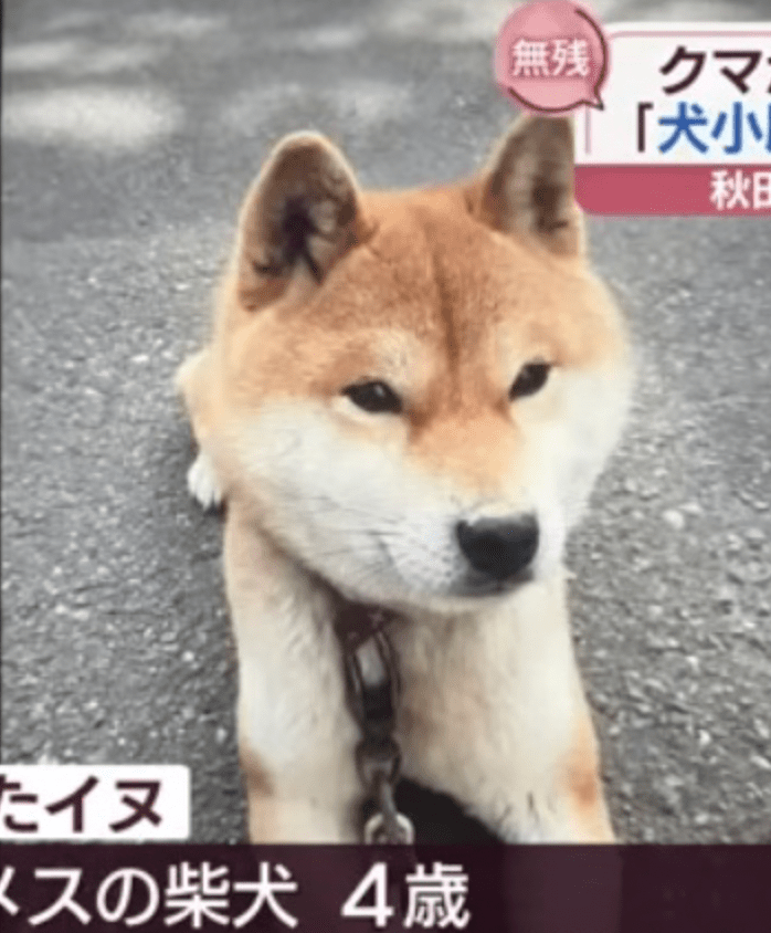 11月11日,秋田市再有70多歲婦人報案,指自家4歲柴犬被一隻約1.2米高熊隻叼走。Thread@bugudingwu / youtube@AAB秋田朝日放送 11月11日,秋田市再有70多歲婦人報案,指自家4歲柴犬被一隻約1.2米高熊隻叼走。Thread@bugudingwu / youtube@AAB秋田朝日放送