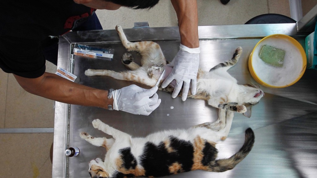 曼谷流動獸醫診所為貓咪做絕育手術準備。 路透社 