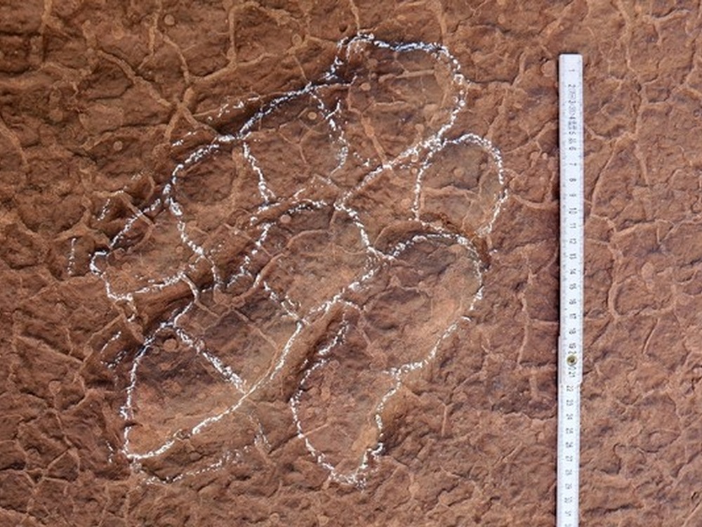 被發現的4個30厘米長的恐龍腳印化石，證實來自新品種肉食恐龍。網圖