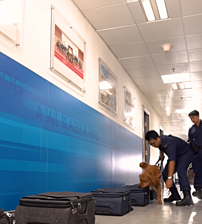 Alpha成功海關毒品搜查犬。fb：香港海關
